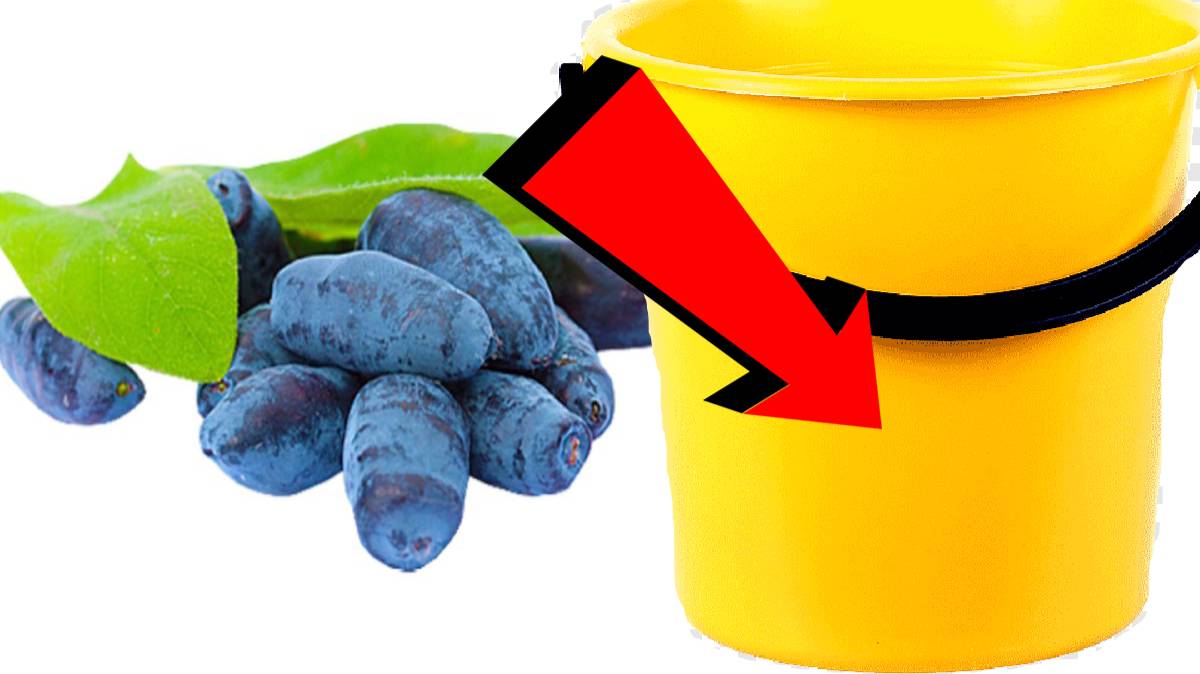 Как подкормить жимолость За 5 Секунд!