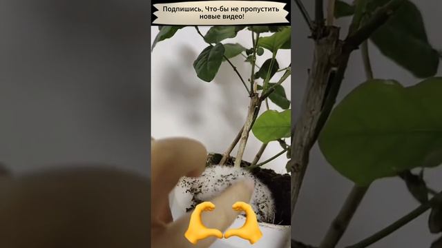 Что за зверь