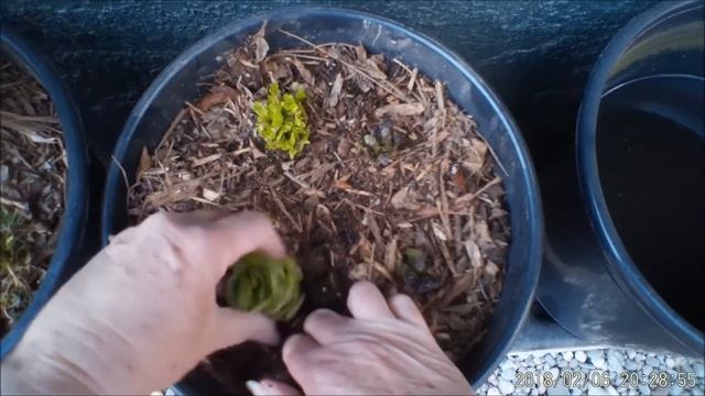 Regrow Store Lettuce in Days for More Salad Free & Easy and Fun