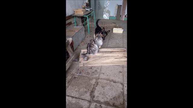 Пёс. Собака. Овчарка. Мейн кун. Том и Кос.