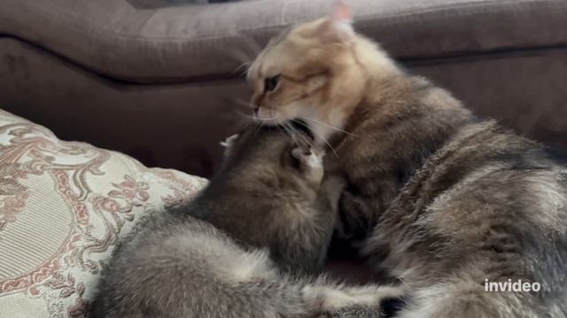 Шотландские котята, осталось одна девочка шиншила в золоте.