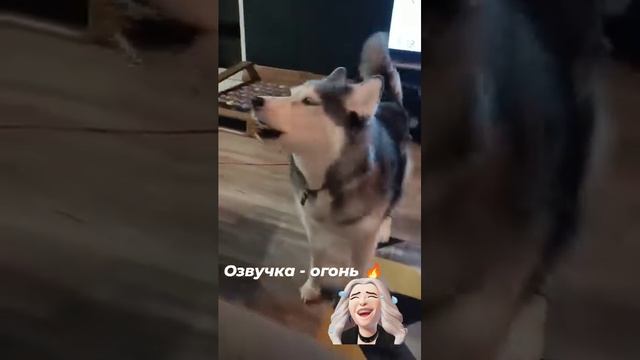 смешные собаки.