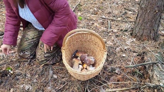 Белые Грибы. Лучшие моменты (Эпизод 1) 2022. #mushroom