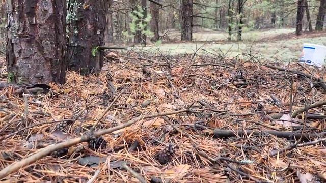 Белые грибы. Лучшие моменты (эпизод 2).