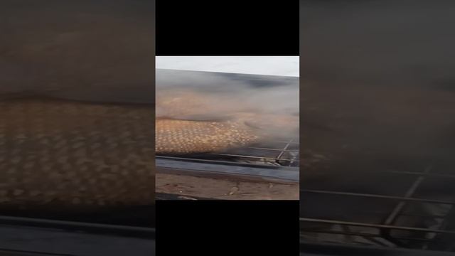 Копчёный лещ.