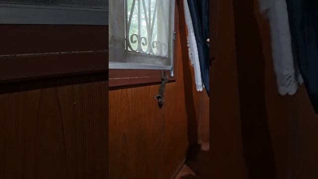 мой сосед