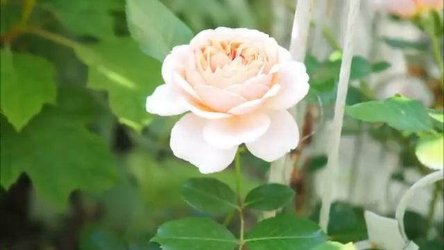 Ts_Garden95.mp4