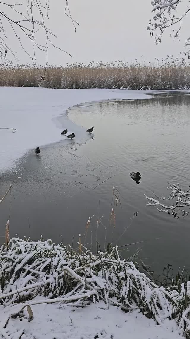 Замерзающее озеро и утки на нём, Белгородская область