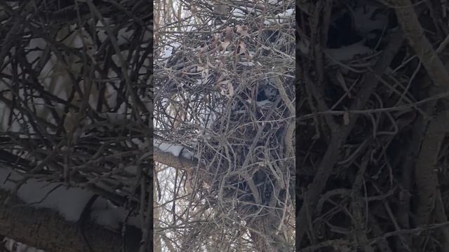 дикая природа / лес