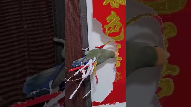В душе он Павлин