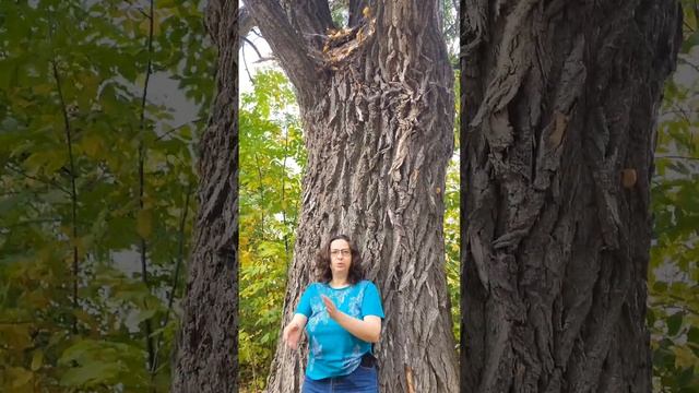 Могучий осокорь #природа