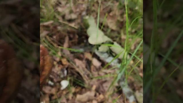 Замечательные грибочки. Бархатная шляпка. #mushroom #funghiporcini