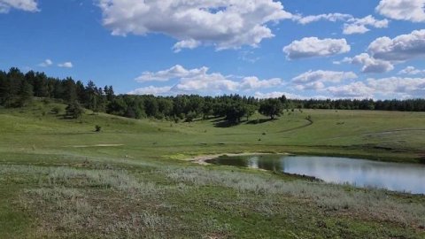 Пруд у соснового бора. Красивые места Саратовской области.
