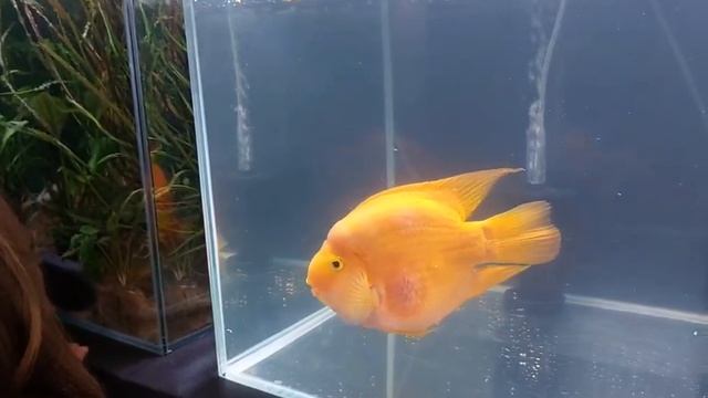 выставка Русские Аквариумы в ДК «Стимул» идет полным ходом