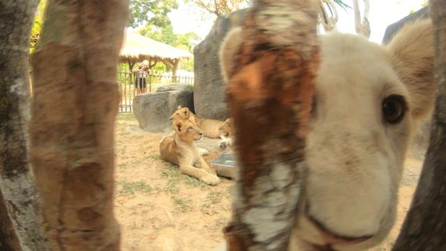САМЫЕ МИЛЫЕ ТИГРЯТА И ЛЬВЯТА ВИНПЕРЛ ФУКУОК ВЬЕТНАМ
CUTEST BABY TIGER AND LIONS PHU QUOC VIE