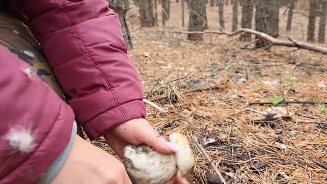 Белые грибы. Любимый грибной холмик! #mushroom