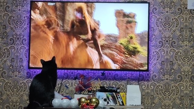 Кот смотрит фильм
