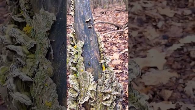 #mushroom Красота. Грибные причуды. #nature