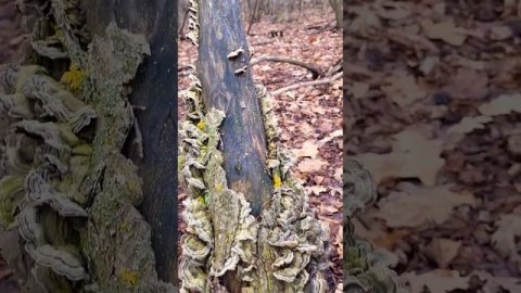 #mushroom Красота. Грибные причуды. #nature