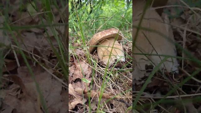#mushroom Гриб-бутуз #funghiporcini #steinpilze #grzyby