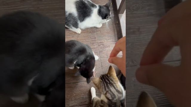Голодные Кошки напали / Природа / Голубые Озёра КБР / Отдых Мясо Шашлык Хичины #shorts #обед #шашлык