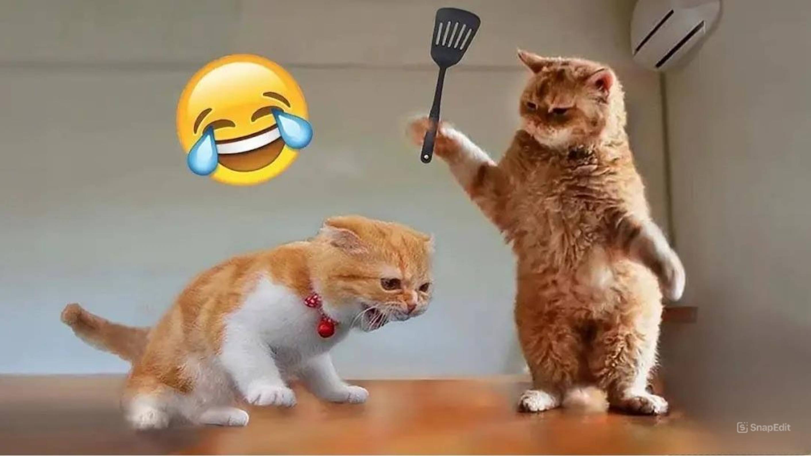 Смешные видео с животными | WoLo 🐶🐱 #1