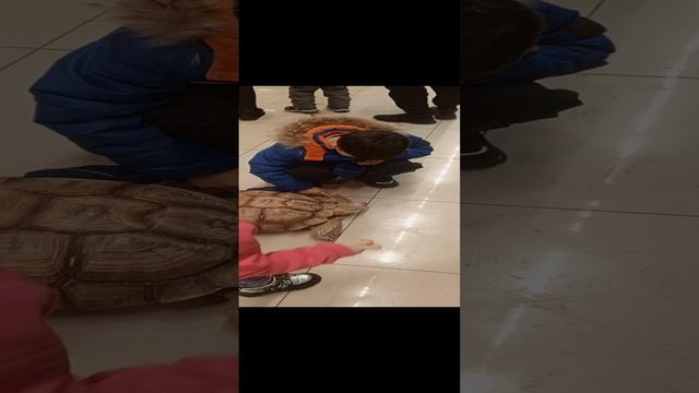 познакомимся с большой черепахой