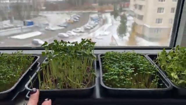 Мой мини огород на подоконнике, микрозелень и цветок☺️