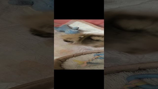 Лилуша ча ча ча
