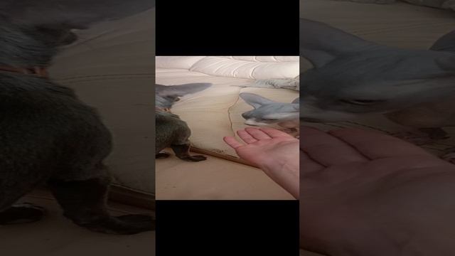 Котопес лижет руки