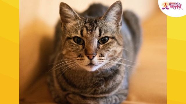 मांजर एकसारखी घरात येत असेल तर शुभ की अशुभ? Good or bad if cat is coming to the house again?