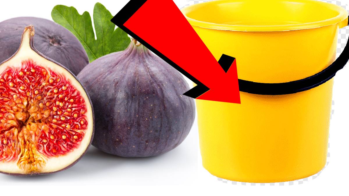 Как подкормить инжир За 5 Секунд!