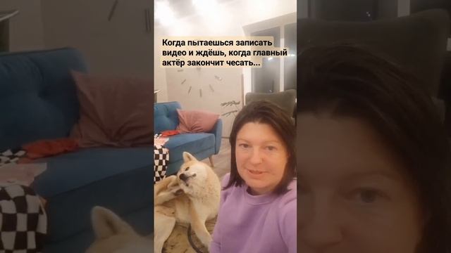 актёр чешет #приколы #юмор #акита #рек #akita #блогер #собака #funny #трек #смешно #угар #дома #как