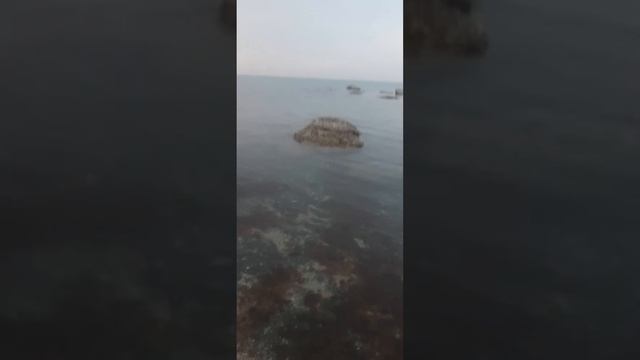 Xaçmaz baliğ ovu 2021