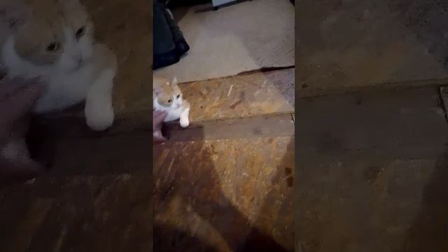 VID-20250104-WA0002.mp4