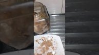 مطبخ كوكي يقدم طريقة تخليل السردين في البيت