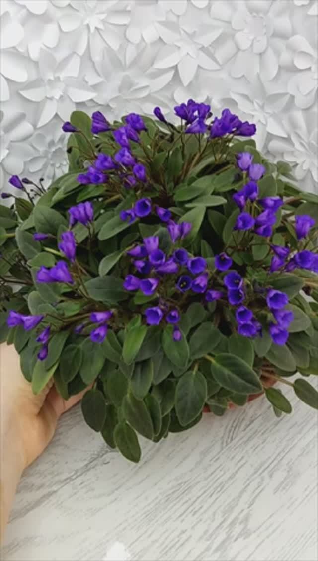 Фиалка трейлер Vallarta Campanas Moradas
