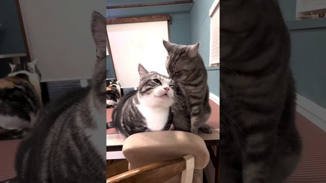 Когда пришел мириться к жене
