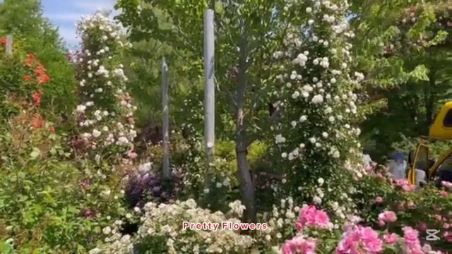 MOST_BEAUTIFUL_FLOWERS_VIDEOS_78.mp4