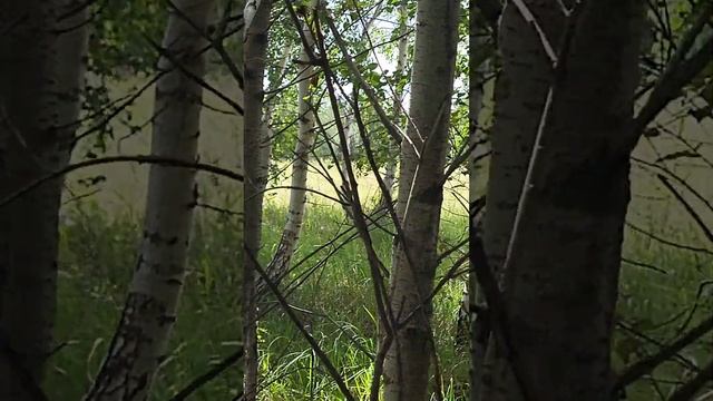 Сокол уводит от кладки яиц. #nature #wildlife