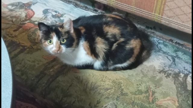 это котик