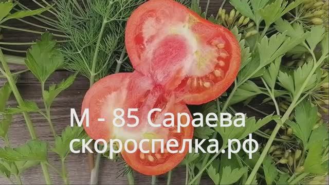 "М - 85" Семена старого сорта томата из СССР селекции Сараева, который выносит заморозки, его семена