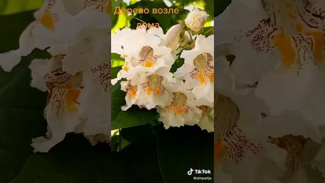 НЕ ХОЧУ,КАК НАДО