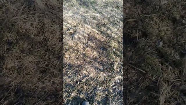 Сходил за соком