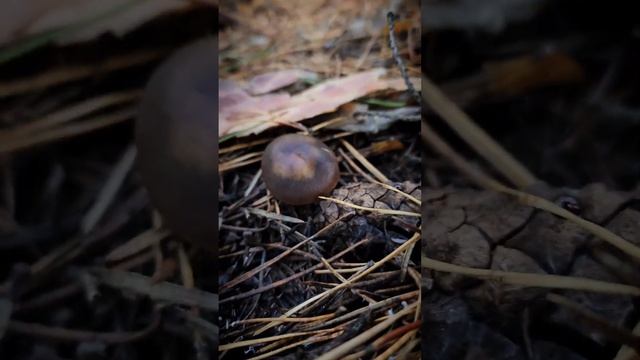 Сбор  "денежек" в сосновом лесу ! #mushroom #грибы #funghi