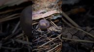 Сбор "денежек" в сосновом лесу ! #mushroom #грибы #funghi