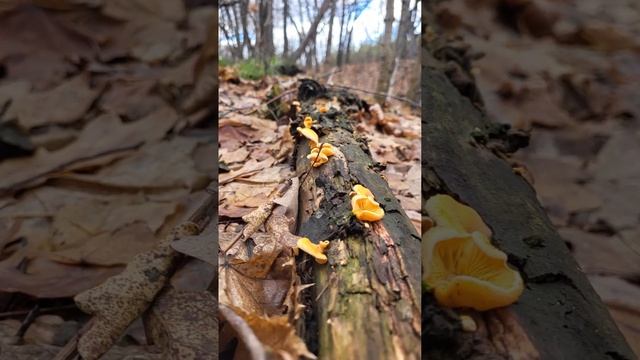 #nature Грибы ноября #mushroom