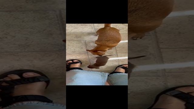 Знакомство взрослой чихуахуа Маси с малышкой Люсей