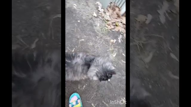 савелию нужен дом