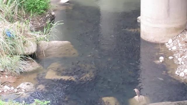 Tilapia chillin in the polluted jingmei river of taipei???